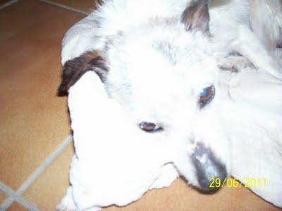 SMOCK, desnutrido, con mordizcos, cansado y decaído. (GRANADA)