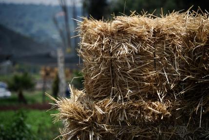 El futuro pertenece a la agricultura orgánica