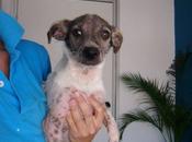Rasputin está listo para encontrar familia (Murcia)
