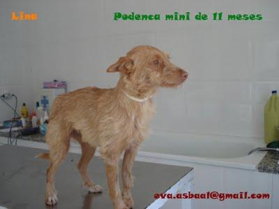 Lina, menos de un año y ya abandonada