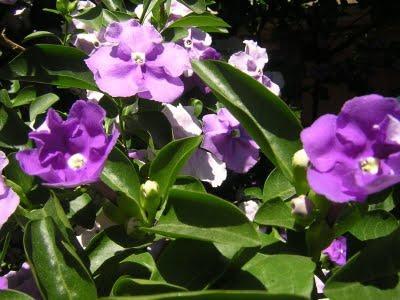 Brunfelsia australis