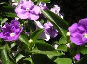 Brunfelsia australis