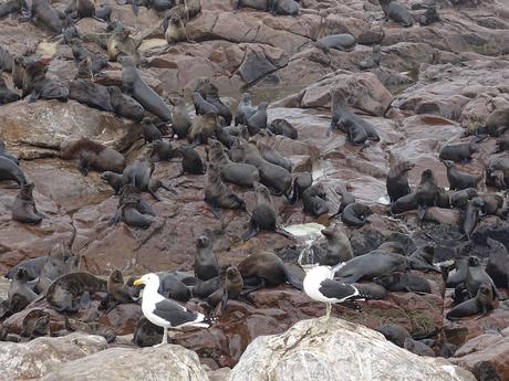 NAMIBIA: SKELETON COAST Y CAPE CROSS
