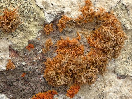 NAMIBIA: SKELETON COAST Y CAPE CROSS