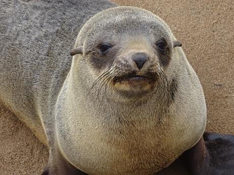 NAMIBIA: SKELETON COAST Y CAPE CROSS