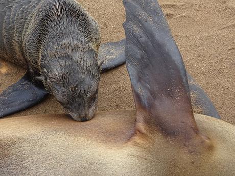 NAMIBIA: SKELETON COAST Y CAPE CROSS