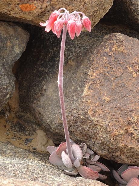NAMIBIA: SKELETON COAST Y CAPE CROSS