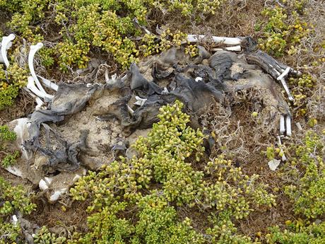 NAMIBIA: SKELETON COAST Y CAPE CROSS