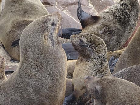 NAMIBIA: SKELETON COAST Y CAPE CROSS