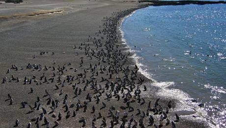 Puerto Madryn y la península de Valdés