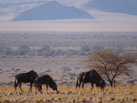 NAMIBIA: LAS DUNAS DEL NAUKLUFT NATIONAL PARK