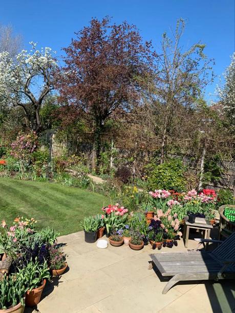 flores de jardin imagenes: Un jardinero inglés pasando la cuarentena