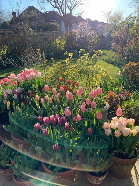 03-sam-mcknight-garden flores de jardin imagenes: Un jardinero inglés pasando la cuarentena