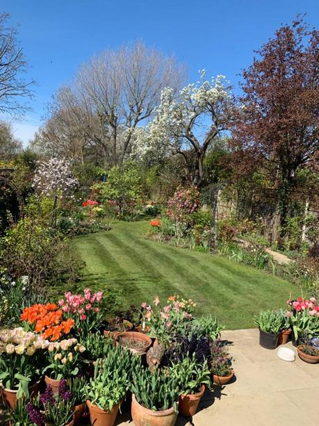 02-sam-mcknight-garden flores de jardin imagenes: Un jardinero inglés pasando la cuarentena
