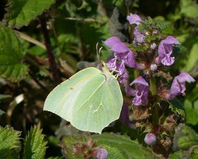 Mariposa Cleopatra: fenología y ciclo anual