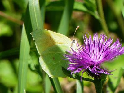 Mariposa Cleopatra: fenología y ciclo anual