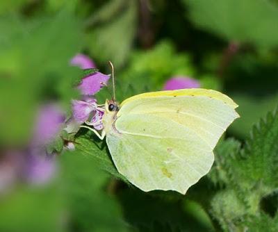 Mariposa Cleopatra: fenología y ciclo anual