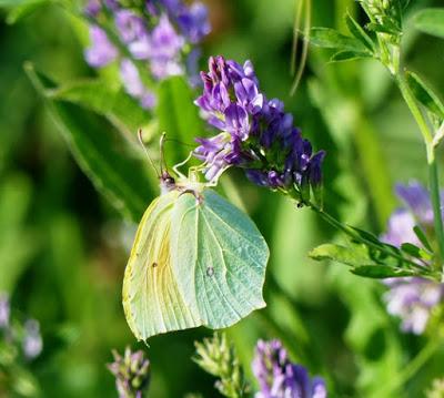 Mariposa Cleopatra: fenología y ciclo anual