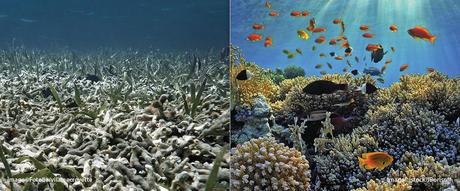 La Gran Barrera de Coral de Australia sufre su peor blanqueamiento