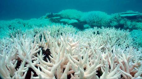 La Gran Barrera de Coral de Australia sufre su peor blanqueamiento