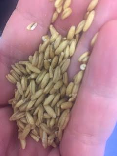 ENSALADA DE CEBADA CON GRANADA , FRUTOS SECOS Y HIERBAS AROMÁTICAS