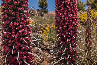 Ruta de Los Tajinastes Rojos Valle de Ucanca