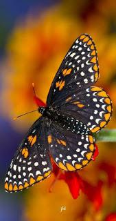 4.172 - TE MIRO Y ME SONRÍO...