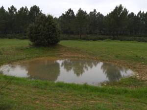 Navajos floridos en la Sierra Norte de Guadalajara