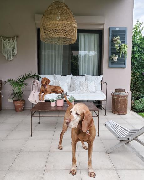 Mi postigo portamacetas y su nuevo color