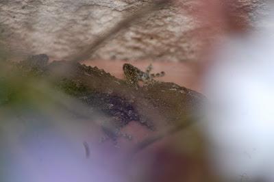 Crónicas mundanas de la COVID-19 (D33)