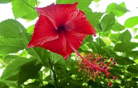 CUANDO MUERE UNA FLOR