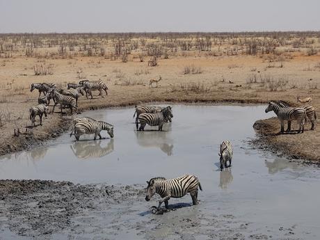 NAMIBIA: MUNDO ANIMAL EN EL ETOSHA NATIONAL PARK