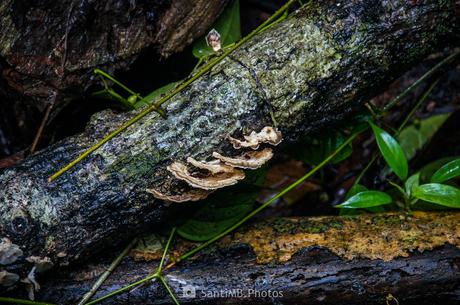 Hongos tropicales Hongos tropicales