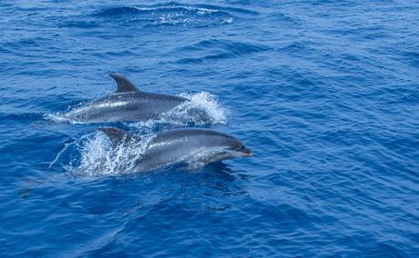 Excursión Avistamiento de Delfines Mular Costa Acantilados de Los Gigantes Tenerife Agosto 2018