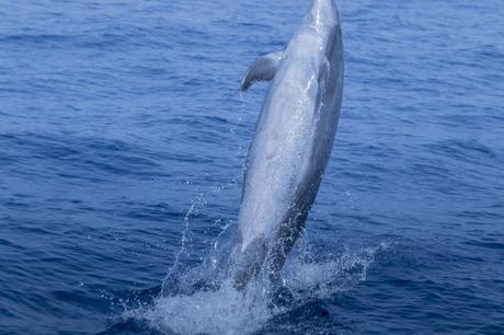 Excursión Avistamiento de Delfines Mular Costa Acantilados de Los Gigantes Tenerife Agosto 2018