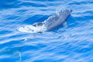 Excursión Avistamiento de Delfines Mular Costa Acantilados de Los Gigantes Tenerife Agosto 2018