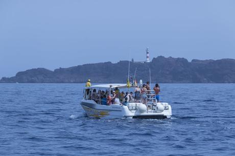 Excursión Avistamiento de Delfines Mular Costa Acantilados de Los Gigantes Tenerife Agosto 2018
