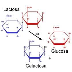 Lactosa e intolerancia a la lactosa
