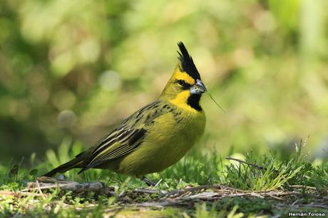 Cardenal amarillo (Gubernatrix cristata)