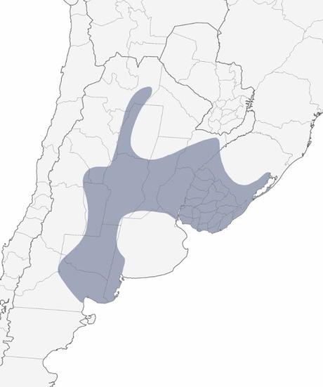 Cardenal amarillo (Gubernatrix cristata)