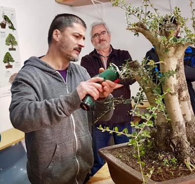 Andrés Bicocca en la asociación Bonsai del Vallès.