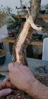 Andrés Bicocca en la asociación Bonsai del Vallès.