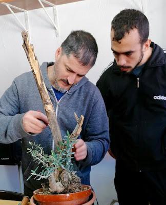 Andrés Bicocca en la asociación Bonsai del Vallès.