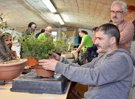 Andrés Bicocca en la asociación Bonsai del Vallès.