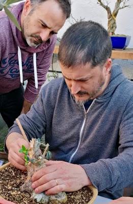 Andrés Bicocca en la asociación Bonsai del Vallès.