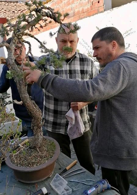 Andrés Bicocca en la asociación Bonsai del Vallès.