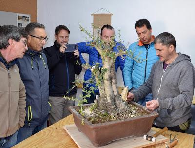 Andrés Bicocca en la asociación Bonsai del Vallès.