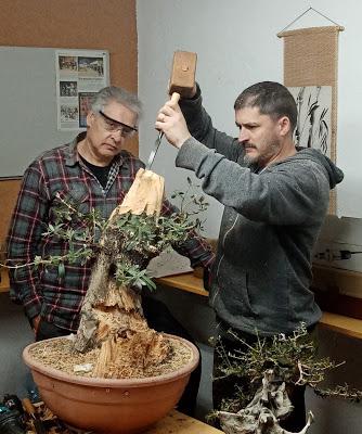 Andrés Bicocca en la asociación Bonsai del Vallès.