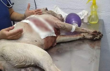 Formalizaran denuncia de perro que falleció apuñalado en la col Progreso