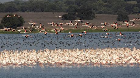 Ruta Natural por la Provincia de Sevilla Resultado de imagen de Aves en la Dehesa de Abajo